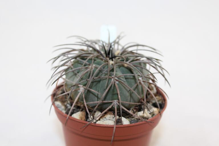 Gymnocalycium spegazzinii LF 130 (5)