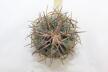 Gymnocalycium spegazzinii v major B 34 