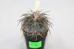 Gymnocalycium spegazzinii v major B 34  (2)