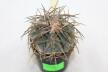 Gymnocalycium spegazzinii v major B 34  (3)