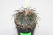Gymnocalycium spegazzinii v major B 34  (4)
