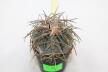 Gymnocalycium spegazzinii v major B 34  (5)