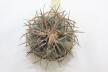 Gymnocalycium spegazzinii v major B 34  (6)