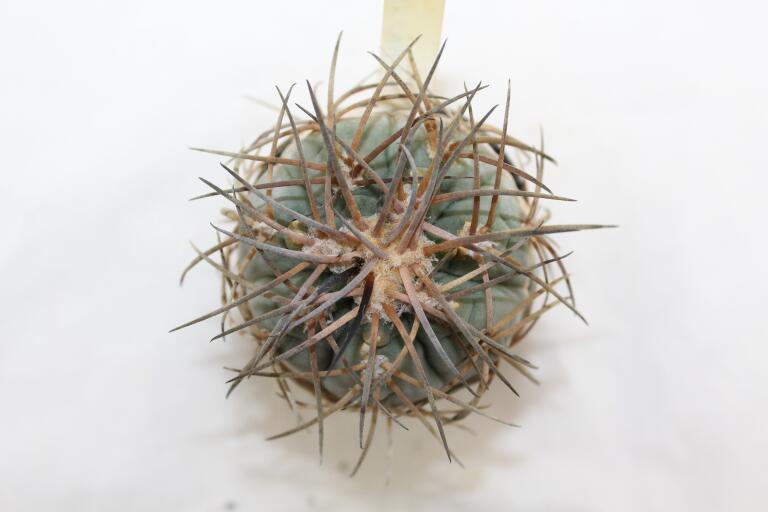Gymnocalycium spegazzinii v major B 34 