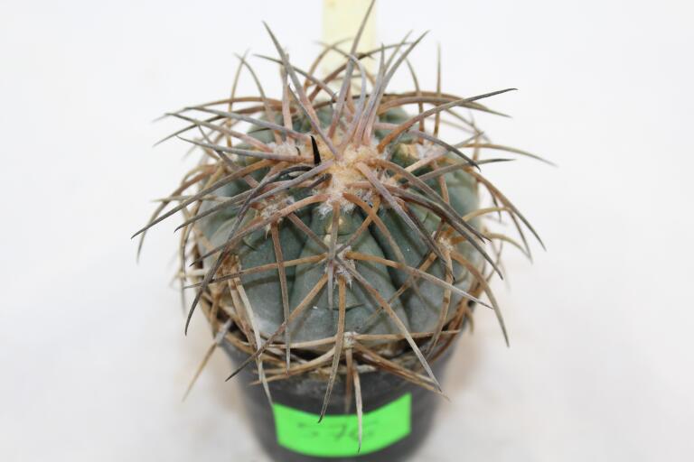 Gymnocalycium spegazzinii v major B 34  (3)