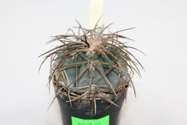 Gymnocalycium spegazzinii v major B 34  (4)