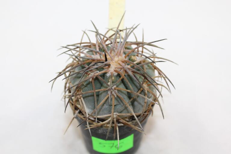 Gymnocalycium spegazzinii v major B 34  (5)