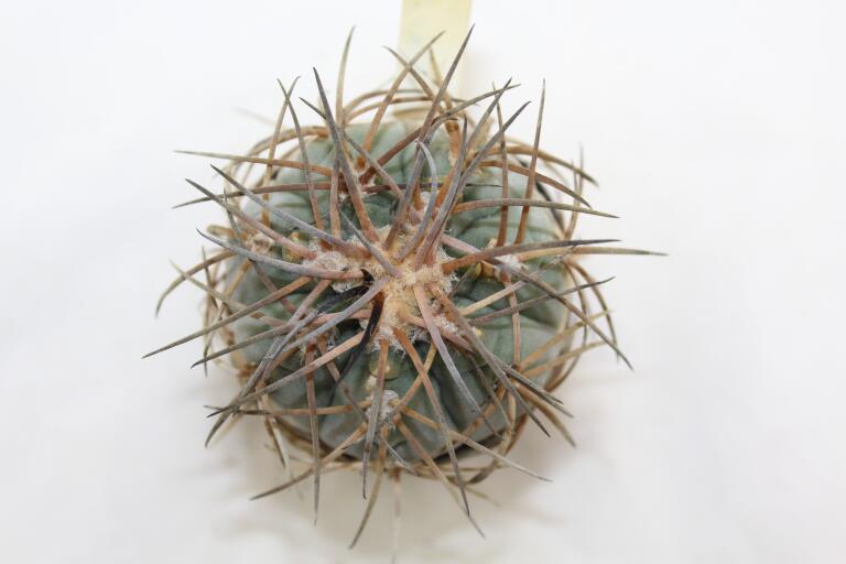 Gymnocalycium spegazzinii v major B 34  (6)