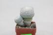 Epithelantha micromeris Two Heads 