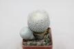 Epithelantha micromeris Two Heads  (2)