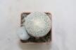Epithelantha micromeris Two Heads  (3)