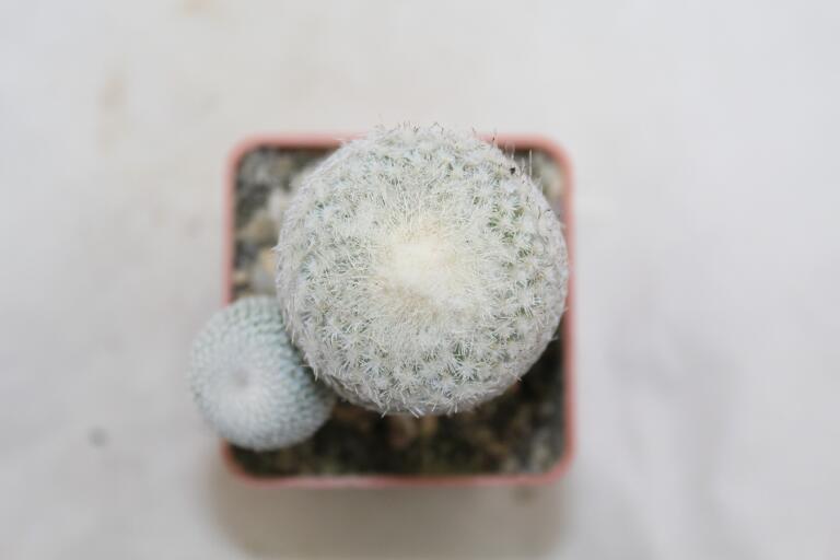 Epithelantha micromeris Two Heads  (3)