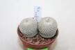 Epithelantha rufispina x2 