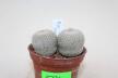 Epithelantha rufispina x2  (2)