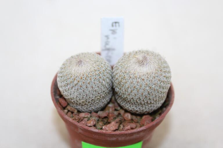 Epithelantha rufispina x2 