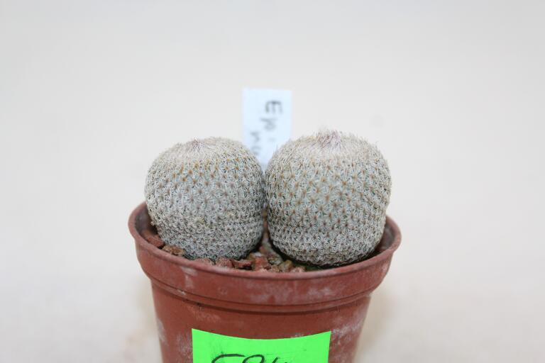 Epithelantha rufispina x2  (2)