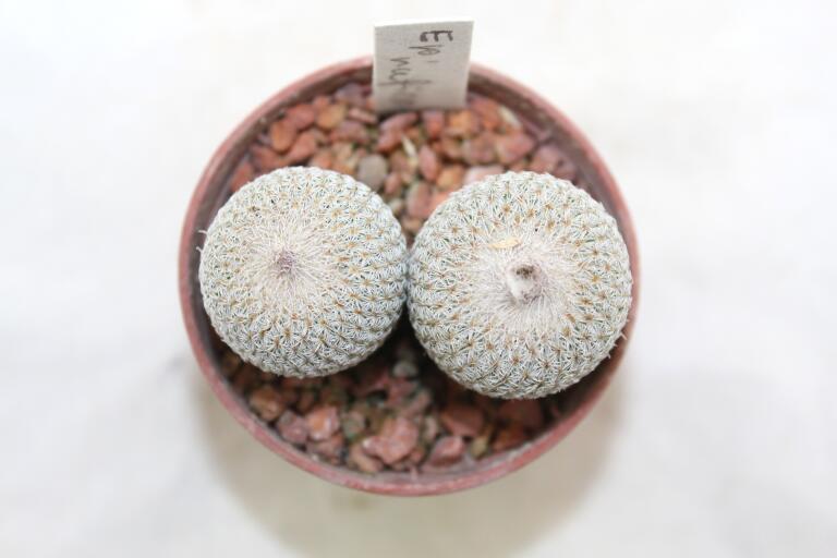 Epithelantha rufispina x2  (3)