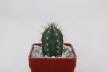 Borzicactus guamaniensis MB 075.02 NEW SPECIES + additionally a full description of the species (1)