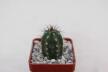 Borzicactus guamaniensis MB 075.02 NEW SPECIES + additionally a full description of the species (2)