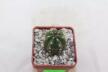 Borzicactus guamaniensis MB 075.02 NEW SPECIES + additionally a full description of the species (3)
