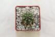 Borzicactus guamaniensis MB 075.02 NEW SPECIES + additionally a full description of the species (4)