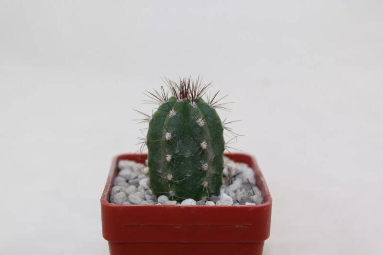 Borzicactus guamaniensis MB 075.02 NEW SPECIES + additionally a full description of the species