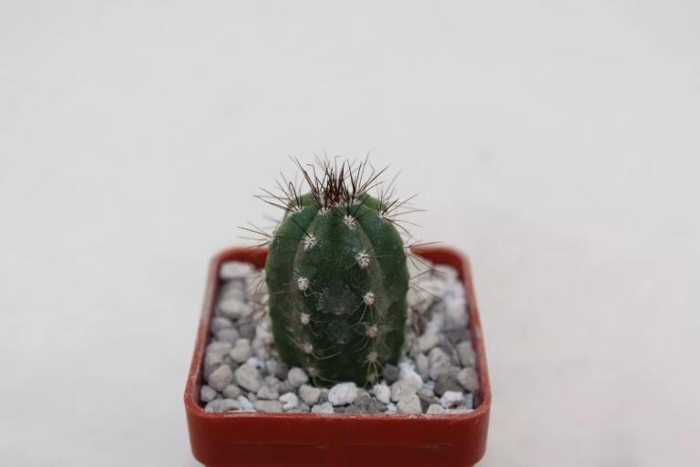 Borzicactus guamaniensis MB 075.02 NEW SPECIES + additionally a full description of the species (2)