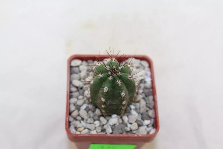 Borzicactus guamaniensis MB 075.02 NEW SPECIES + additionally a full description of the species (3)