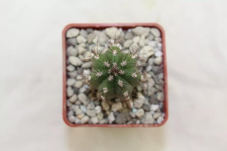 Borzicactus guamaniensis MB 075.02 NEW SPECIES + additionally a full description of the species (4)