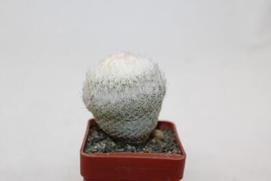 Epithelantha densispina