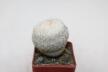 Epithelantha densispina (2)