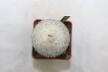 Epithelantha densispina (3)