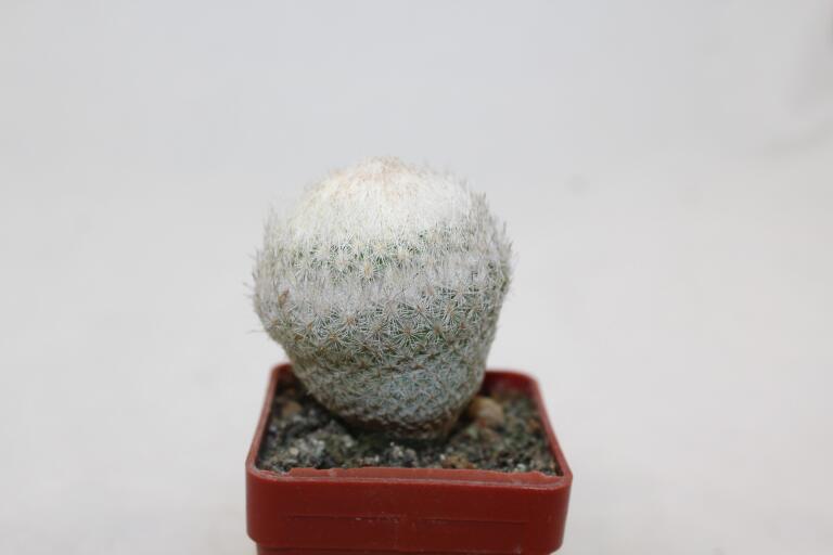 Epithelantha densispina