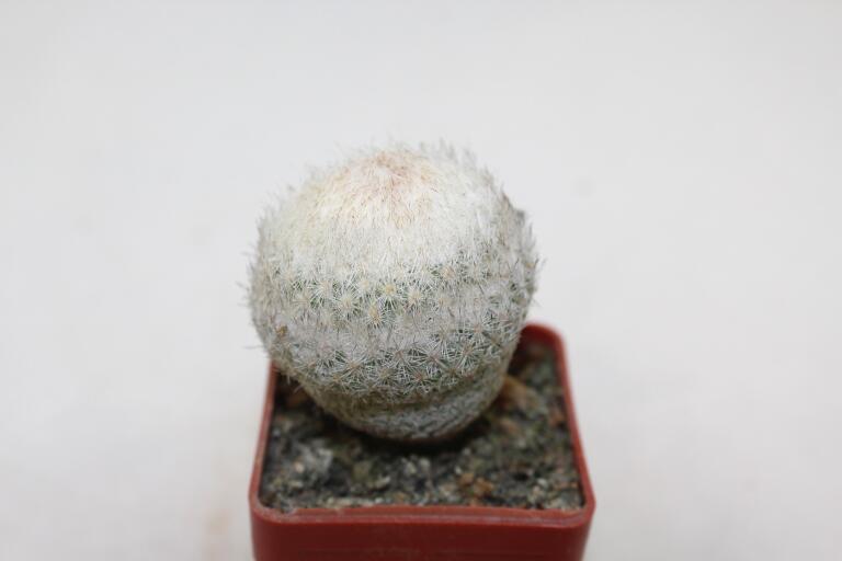 Epithelantha densispina (2)
