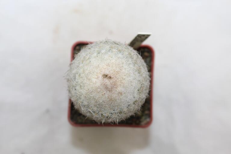 Epithelantha densispina (3)