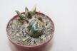 Ariocarpus retusus CAUDEX Two Heads (2)