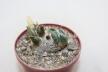 Ariocarpus retusus CAUDEX Two Heads (3)