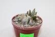 Ariocarpus retusus CAUDEX Two Heads (4)