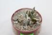 Ariocarpus retusus CAUDEX Two Heads (5)