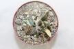 Ariocarpus retusus CAUDEX Two Heads (6)