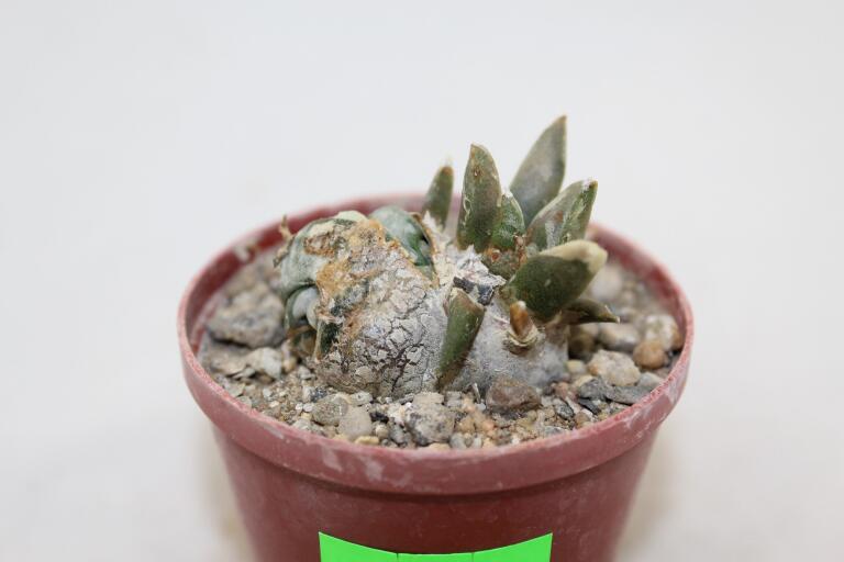 Ariocarpus retusus CAUDEX Two Heads (1)