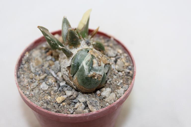 Ariocarpus retusus CAUDEX Two Heads (2)