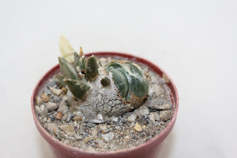 Ariocarpus retusus CAUDEX Two Heads (3)