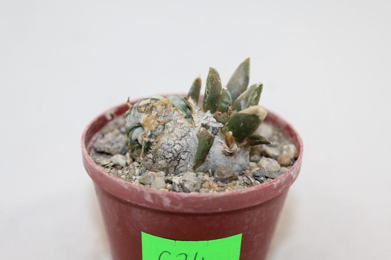Ariocarpus retusus CAUDEX Two Heads (4)