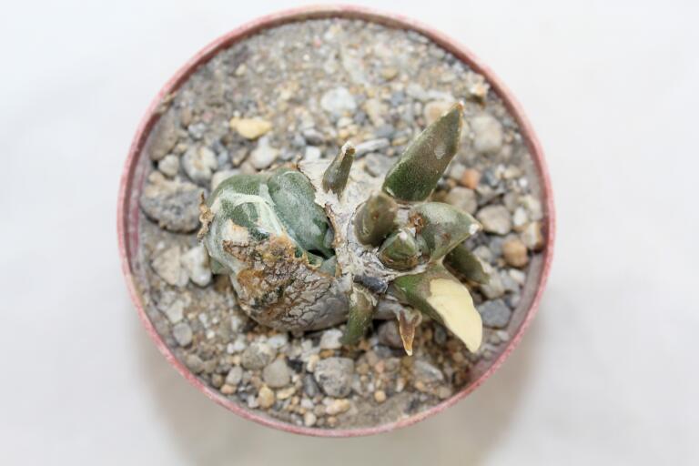 Ariocarpus retusus CAUDEX Two Heads (6)