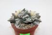 Ariocarpus furfuraceus Two Heads  (3)