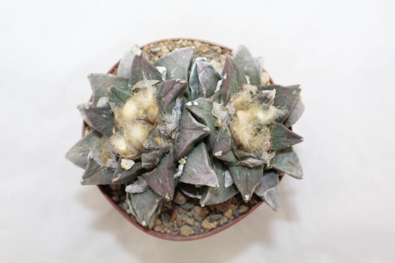 Ariocarpus furfuraceus Two Heads  (1)