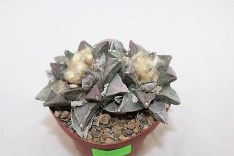 Ariocarpus furfuraceus Two Heads  (2)
