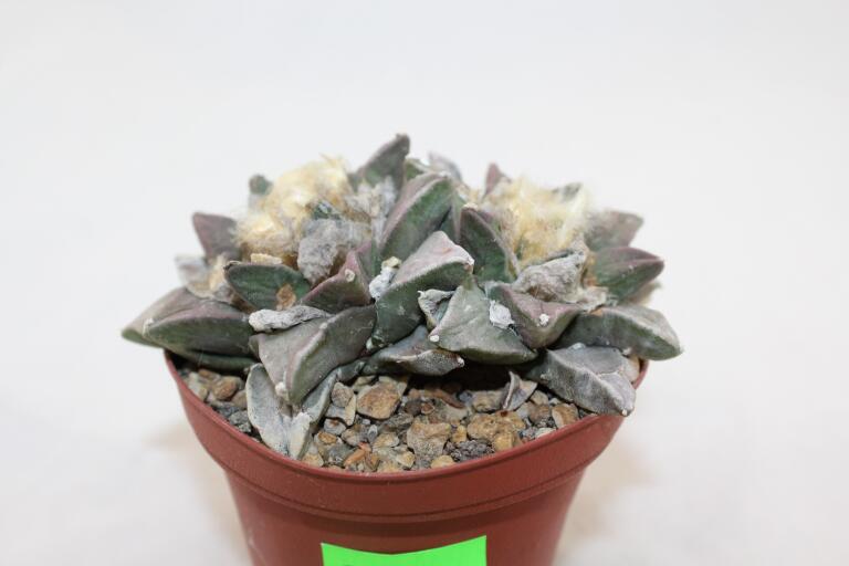 Ariocarpus furfuraceus Two Heads  (3)