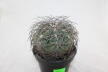 Gymnocalycium spegazzinii Over 20 Years BIG